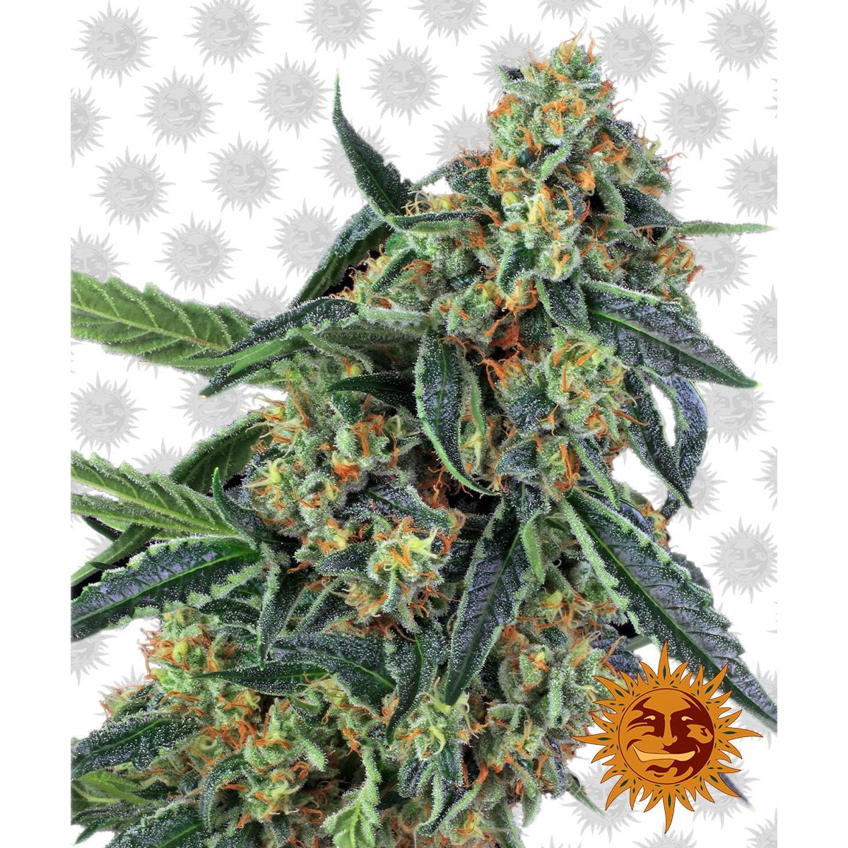 Barney's Farm Cookies Kush (3 Seeds Pack)