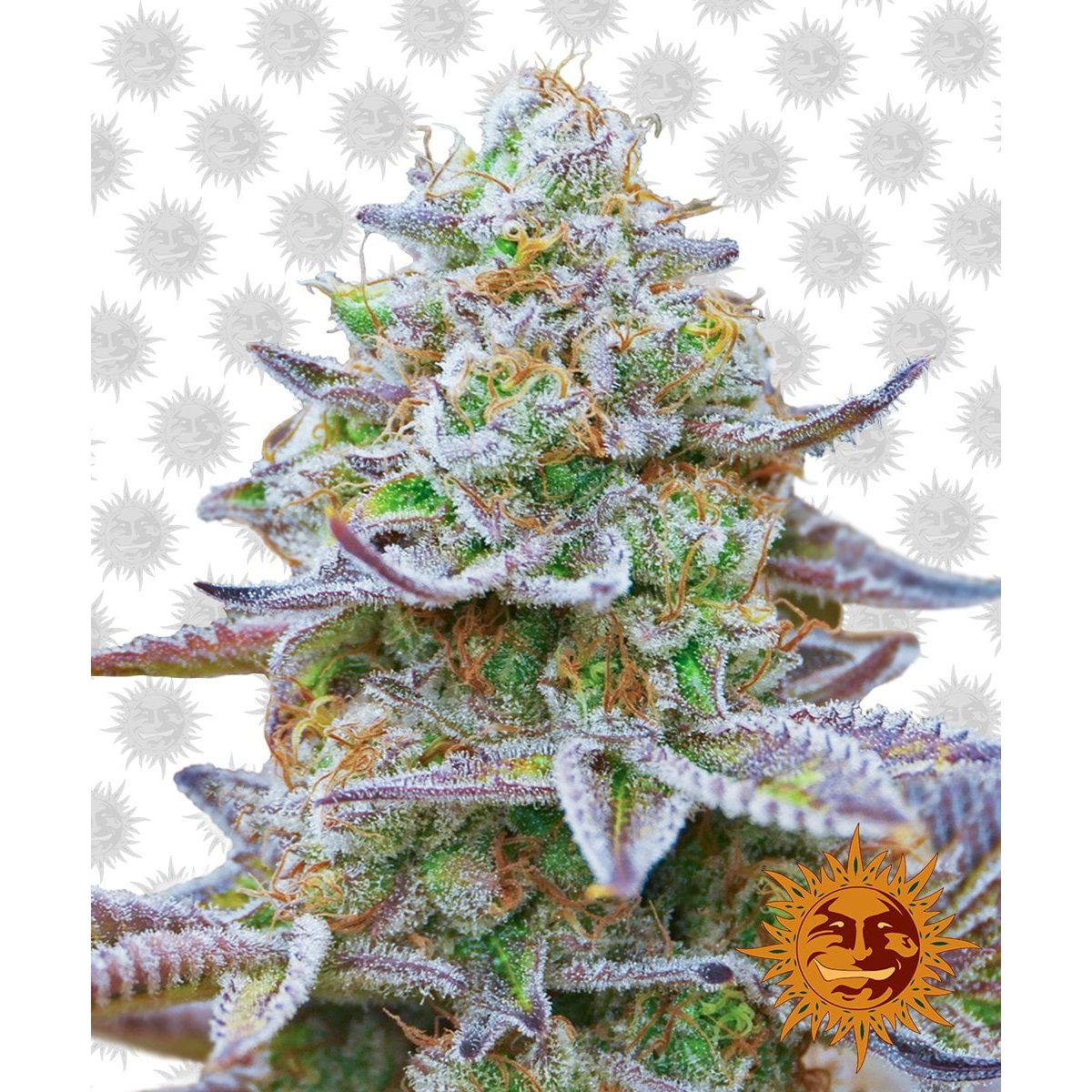 Barney's Farm Gorilla Zkittlez (3 Seeds Pack)