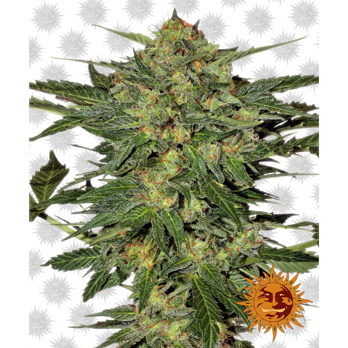 Barney's Farm LSD (3 Seeds Pack)