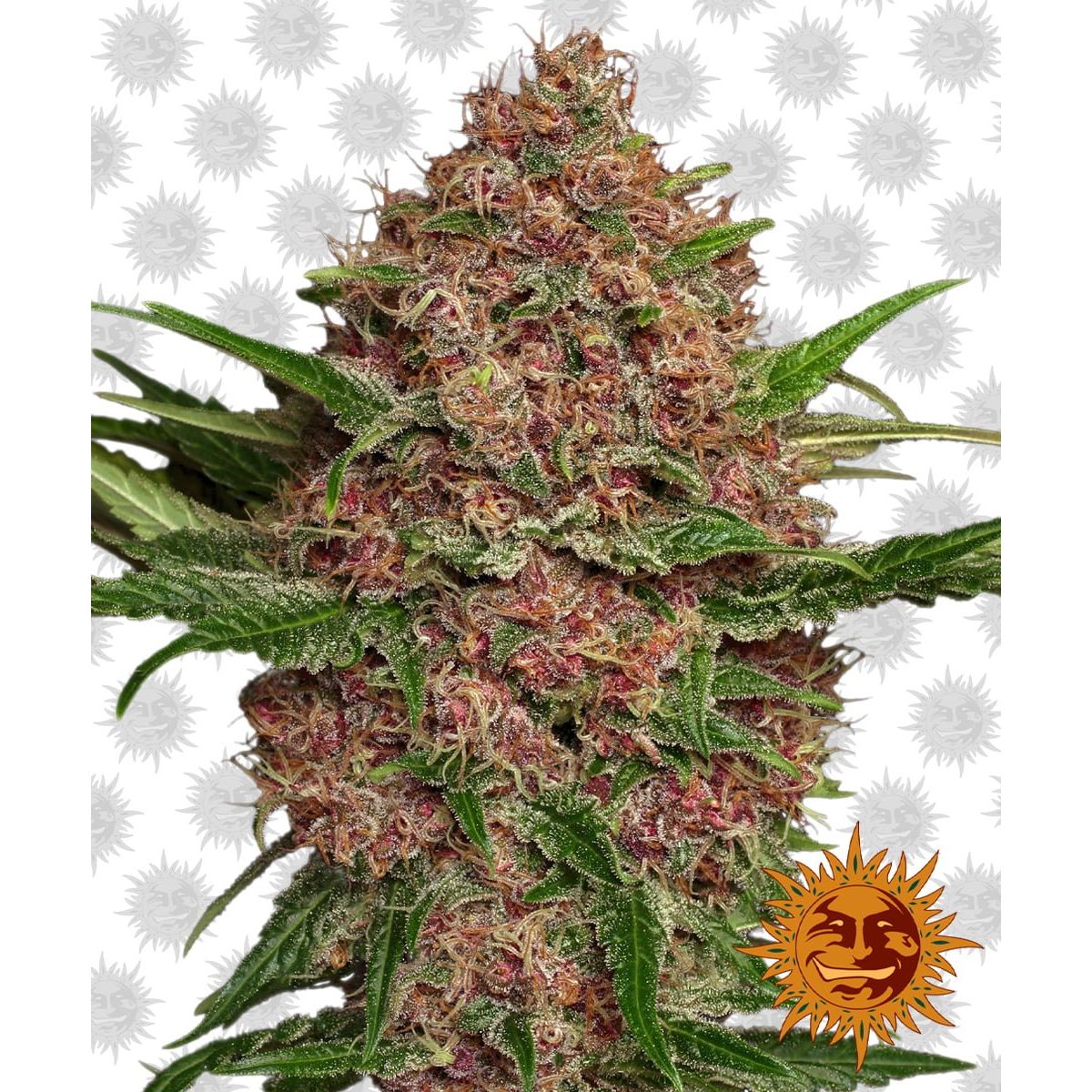 Barney's Farm Purple Punch Auto (3 Seeds Pack)