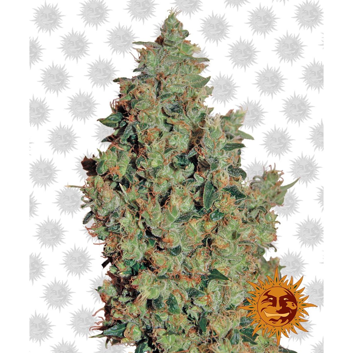 Barney's Farm Tangerine Dream (3 Seeds Pack)